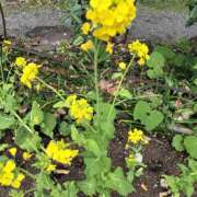 ひかる 今日完売です♡ 人妻日記