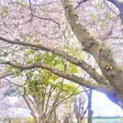 ヒメ日記 2026/04/09 08:45 投稿 ひかる 人妻日記