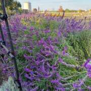 ヒメ日記 2025/12/15 00:03 投稿 長谷川(はせがわ)さん 福井人妻城