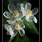 ヒメ日記 2026/01/10 20:20 投稿 ちとせ マダム錦糸町