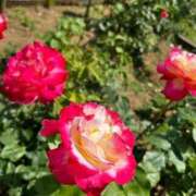 ちとせ ありがとうございました。 マダム錦糸町