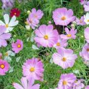 ヒメ日記 2026/04/11 16:10 投稿 あいか 京都人妻デリヘル倶楽部