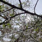 ヒメ日記 2026/04/06 09:32 投稿 米倉ふうか 乳ビーナス(New Venus)