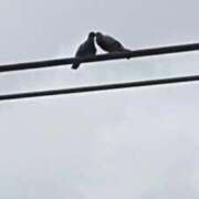 ヒメ日記 2026/04/18 10:53 投稿 けいこ 熟女の風俗最終章 立川店