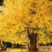 ヒメ日記 2025/11/20 08:05 投稿 たかね 熟女家 ミナミエリア店