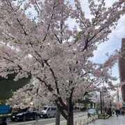 ヒメ日記 2026/04/01 11:26 投稿 たかね 熟女家 ミナミエリア店