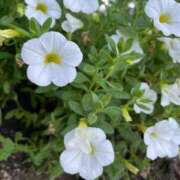 ヒメ日記 2025/08/28 22:27 投稿 観月ひまり お姉さんCLUB