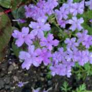 観月ひまり しとしと お姉さんCLUB