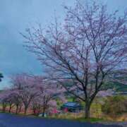 ヒメ日記 2026/04/18 10:13 投稿 さゆり マドンナ浜松町