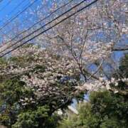 ヒメ日記 2026/03/29 07:05 投稿 なこ 沼津人妻花壇