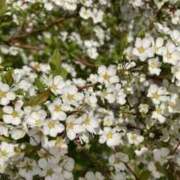 浅野ちさき お花見🌸 月の真珠-五反田-