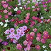 ヒメ日記 2025/11/03 10:58 投稿 ☆つばき☆ ◆プラウディア◆AAA級素人娘在籍店