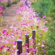 ヒメ日記 2025/11/03 20:08 投稿 ☆つばき☆ ◆プラウディア◆AAA級素人娘在籍店