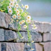 ヒメ日記 2025/11/03 20:15 投稿 ☆つばき☆ ◆プラウディア◆AAA級素人娘在籍店