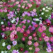 ☆つばき☆ 💌💭💕︎💕︎ ◆プラウディア◆AAA級素人娘在籍店