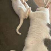 ヒメ日記 2025/08/30 10:19 投稿 咲里(エミリ) グランドオペラ名古屋