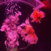 ヒメ日記 2025/07/29 11:37 投稿 下田 変態美熟女お貸しします。