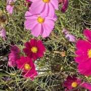 ヒメ日記 2025/09/18 09:37 投稿 下田 変態美熟女お貸しします。