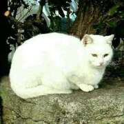 ヒメ日記 2025/08/26 19:23 投稿 モモ Aroma De Pari（アロマ・デ・パリ）