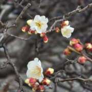 ヒメ日記 2026/02/10 10:34 投稿 香野しおね 五十路マダムエクスプレス船橋店(カサブランカグループ)