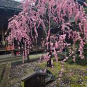 ヒメ日記 2026/03/22 11:52 投稿 香野しおね 五十路マダムエクスプレス船橋店(カサブランカグループ)