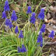 ヒメ日記 2026/03/27 12:06 投稿 香野しおね 五十路マダムエクスプレス船橋店(カサブランカグループ)