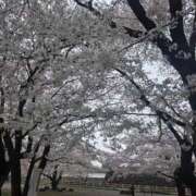 ヒメ日記 2026/04/12 11:48 投稿 香野しおね 五十路マダムエクスプレス船橋店(カサブランカグループ)