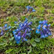 ヒメ日記 2026/04/26 09:08 投稿 香野しおね 五十路マダムエクスプレス船橋店(カサブランカグループ)