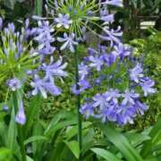 ヒメ日記 2026/07/14 08:02 投稿 香野しおね 五十路マダムエクスプレス船橋店(カサブランカグループ)