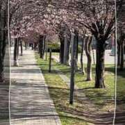 ちとせ キツネもお花見？ 渋谷蘭の会