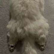 ヒメ日記 2026/01/10 11:27 投稿 合法的にトベる女『セリちゃん』 グッドスマイル