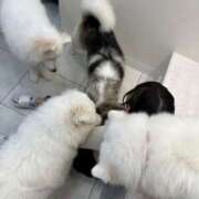 ヒメ日記 2025/11/01 01:00 投稿 ゆゆ☆E乳色白天使ちゃん！ JKサークル