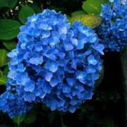 ヒメ日記 2025/07/15 08:55 投稿 ともみ 人妻倶楽部 内緒の関係 大宮店