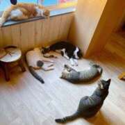 ヒメ日記 2025/08/27 22:24 投稿 ともみ 人妻倶楽部 内緒の関係 川越店