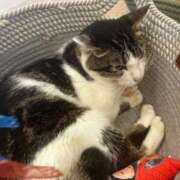 ともみ しるこサンド好き❣️ 人妻倶楽部 内緒の関係 川越店