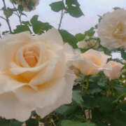 ヒメ日記 2025/07/18 10:09 投稿 ゆな モアグループ川越人妻花壇