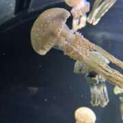 ヒメ日記 2025/08/05 02:23 投稿 早川579(hayakawa) 健康寿命を延ばす！恋愛コミュニティ otsto(オトスト)