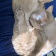 ヒメ日記 2026/03/16 19:50 投稿 白山みるく ワイフの楽園