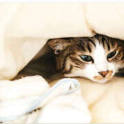 ヒメ日記 2025/08/26 23:28 投稿 小泉まい ワイフの楽園