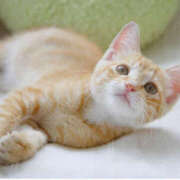 ヒメ日記 2025/10/11 19:50 投稿 小泉まい ワイフの楽園