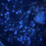 ヒメ日記 2025/07/08 21:36 投稿 ふうか ぼくらのデリヘルランドin久喜店