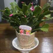 ヒメ日記 2025/11/12 00:05 投稿 せな 性腺熟女100％鶯谷（デリヘル市場）