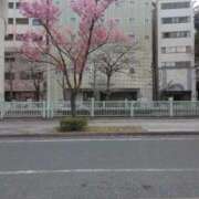 ヒメ日記 2026/03/31 00:16 投稿 ここあ 三浦屋別館