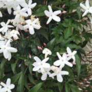 ヒメ日記 2025/09/12 12:26 投稿 さくら 三浦屋別館