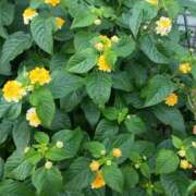 ヒメ日記 2025/10/10 12:07 投稿 さくら 三浦屋別館