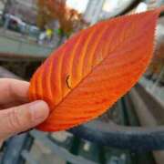 ヒメ日記 2025/11/20 20:26 投稿 さくら 三浦屋別館