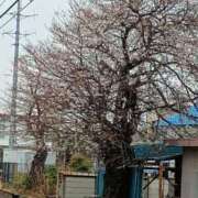 さくら 一雨ごとに 三浦屋別館