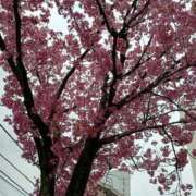 さくら ４月スタート 三浦屋別館