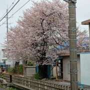 ヒメ日記 2026/04/10 00:36 投稿 さくら 三浦屋別館