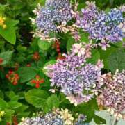 ヒメ日記 2026/06/28 14:16 投稿 さくら 三浦屋別館